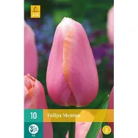 JUB X 10 Tulipa Menton