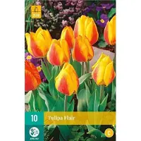 Jub holland Tulp Flair