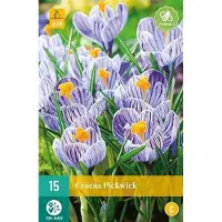 JUB X 15 Crocus Pickwick