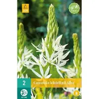 JUB X 2 Camassia leichtlinii Alba