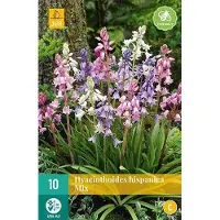 JUB X 10 Hyacinthoides hisp. mix