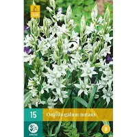 JUB X 15 Ornithogalum nutans
