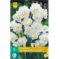 JUB 5 NARCISSUS SIR WINSTON CHURCHILL 12/14