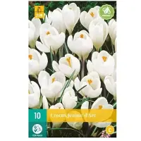 JUB X 10 Crocus Jeanne d'Arc