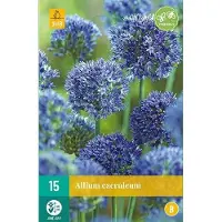 JUB X 15 Allium caeruleum