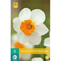 JUB 5 NARCISSUS BARRETT BROWNING 12/14