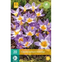 JUB X 20 Crocus sieberi Tricolor