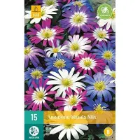 JUB X 15 Anemone blanda mix