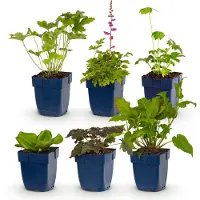 Green Boutiq - Vasteplant - Borderpakket - Schaduw - Diversen - Soorten en kleuren - 6 Planten - Pot 11cm - Hoogte 15-25cm