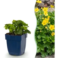 Green Boutiq - Vasteplant - Waldsteinia ternata - Goudaardbei - Bodembedekkend - Geel - 12 Planten - Pot 11cm - Hoogte 15-25cm