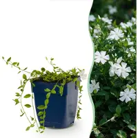 Green Boutiq - Vasteplant - Vinca minor Alba - Maagdenpalm - Bodembedekkend - Wit - 24 Planten - Pot 11cm - Hoogte 15-25cm