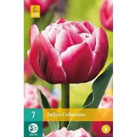 JUB X 7 Tulipa Columbus