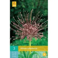 Ta Allium schubertii - sierui - set van 3 stuks