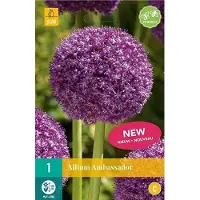 JUB X 1 Allium Ambassador