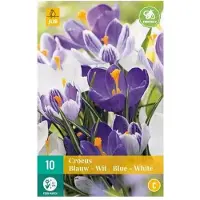JUB X 10 Crocus blauw/wit