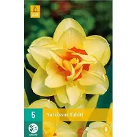 JUB X 5 Narcissus Tahiti