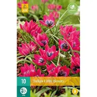 JUB X 10 Tulipa Little Beauty