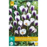 JUB X 15 Crocus Prins Claus