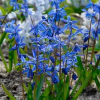 QFB Gardening Scilla siberica | 25 stuks | Blauw | verwilderend | Geschikt voor Pot