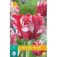 JUB X 7 Tulipa Estella Rijnveld