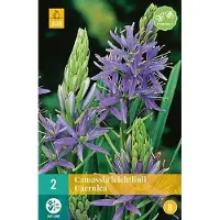JUB Camassia leichtlinii Caerulea 14 / + cm bloembol per 2
