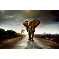 Dimex Fotobehang - Walking Elephant 375x250cm - Vliesbehang