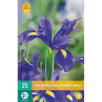 JUB X 25 Iris hollandica blauw