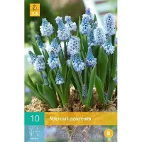 JUB Muscari azureum - blauw druifje - set van 10 stuks