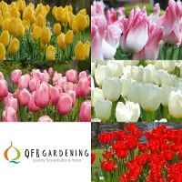 QFB Gardening Bloembollen Mix Tulpen Monet | 50 stuks | Meerkleurig