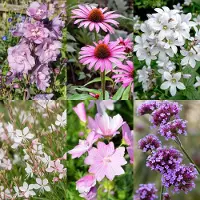 Green Boutiq - Vasteplant - Borderpakket - Bijen en vlinderlokkend - Diversen - Soorten en kleuren - 6 Planten - Pot 11cm - Hoogte 15-25cm