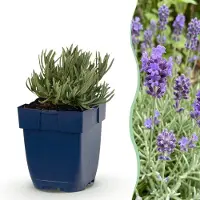 Green Boutiq - Vasteplant - Lavandula ang. Dwarf Blue - Lavendel - Geurend - Paars - 1 Plant - Pot 11cm - Hoogte 15-25cm