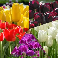 QFB Gardening Bloembollen Mix Tulpen Mondriaan | 50 stuks | Meerkleurig