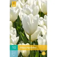 JUB Tulipa Purissima - Fosteriana tulp - set van 10 stuks