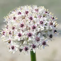 QFB Gardening Allium Silver Spring | 3 stuks | Wit | Sierui Bollen