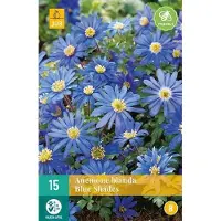 JUB X 15 Anemone bl. Blue Shades