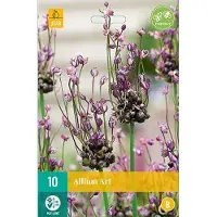 JUB X 10 Allium Art