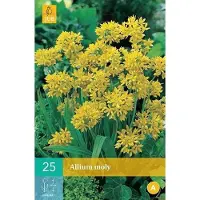 JUB 25 ALLIUM MOLY 4/5