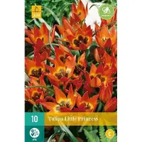 JUB X 10 Tulipa Little Princess