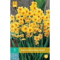 JUB X 5 Narcissus Golden Dawn