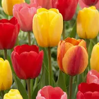 Green Boutiq - 30x Tulipa Darwin Hybride mix - Darwin-tulp mix - Diversen - Voorjaarsbloeier - Bolmaat 11/12