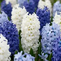 Green Boutiq - 20x Hyacinthus Blue water mix - Blauwe hyacint - Blauw - Voorjaarsbloeier - Bolmaat 14/15
