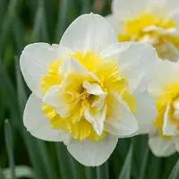 Green Boutiq - 80x Narcissus Ice King - Dubbele narcis - Wit en Geel - Voorjaarsbloeier - Bolmaat 12/14
