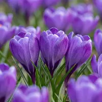 Green Boutiq - 120x Crocus Blue - Blauwe krokus - Blauw - Verwilderingsbol - Bolmaat 7/8