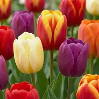 Green Boutiq - 30x Tulipa Triumph Mix - Triomftulp mix - Diversen - Voorjaarsbloeier - Bolmaat 11/12
