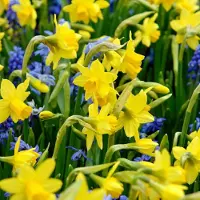 Green Boutiq - 200x Narcissus Tete-A-Tete - Miniatuurnarcis - Geel - Voorjaarsbloeier - Bolmaat 10/11