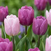 Green Boutiq - 40x Tulipa Prince mix - Tulp Prince mix - Diversen - Voorjaarsbloeier - Bolmaat 11/16