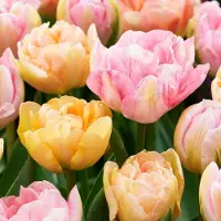 Green Boutiq - 12x Tulipa Peaches & Kisses - Tulp Peaches & Kisses - Diversen - Voorjaarsbloeier - Bolmaat 11/12