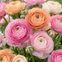 Green Boutiq - 320x Ranunculus Pastel Mix - Pastelkleurige ranonkel - D - Zomerbloeier - Bolmaat 5/6