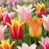 Green Boutiq - 24x Tulipa Ballade mix - Lelievormige tulp Ballade mix - Diversen - Voorjaarsbloeier - Bolmaat 11/12