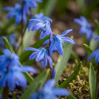 Green Boutiq - 100x Scilla Siberica - Siberische sterhyacint - Blauw - Verwilderingsbol - Bolmaat 7/8